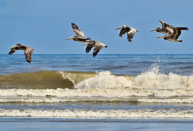 Pelicans flying above the breaking waves of a beach