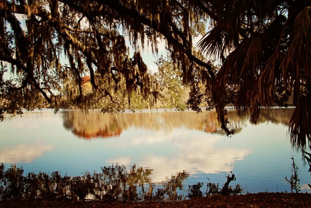 A view from a riverbank in Gainesville, FL