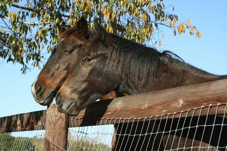 Two horses leaning against a fence at a horse farm in Ocala, FL.