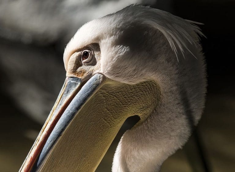 Profile of a pelican's face