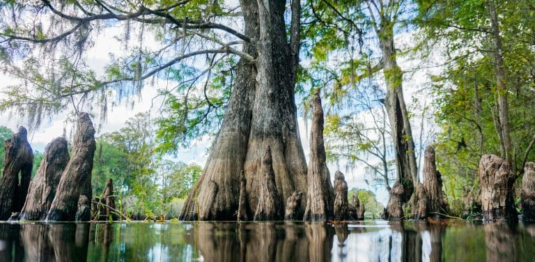 Lettuce Lake Park Trail, Tampa, FL,